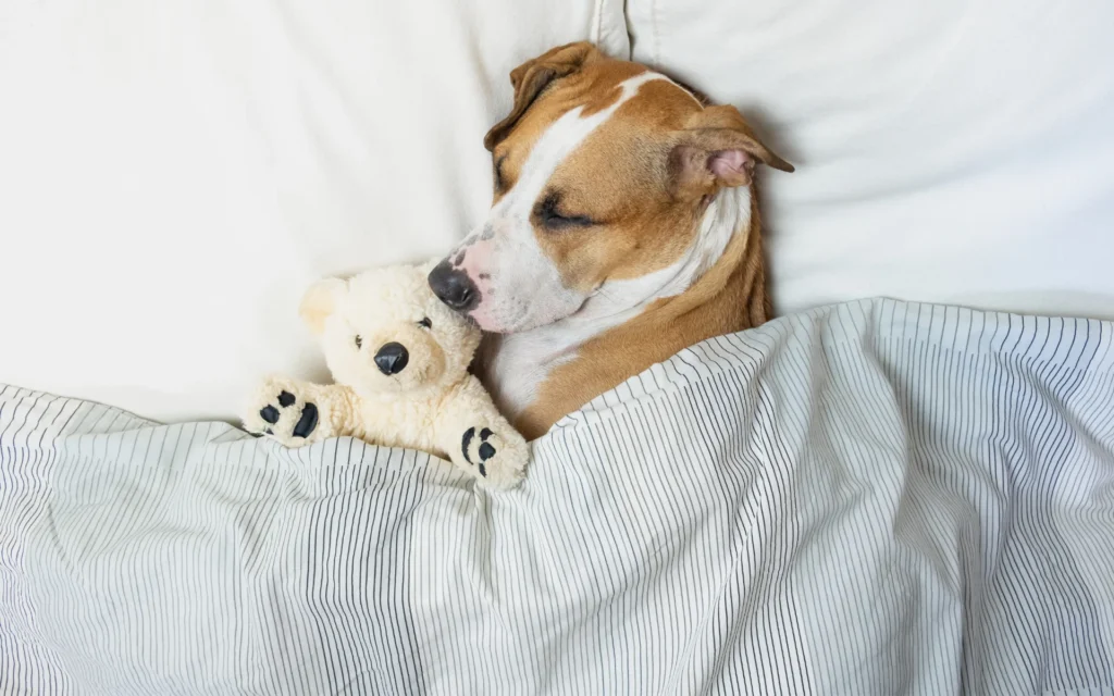 Dog sleeping peacefully, symbol of restorative rest